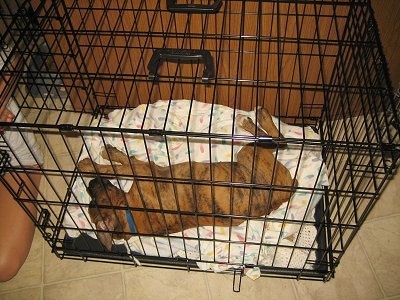 Bruno the Boxer Puppy sleeping in a bigger crate