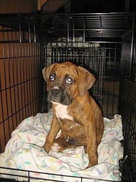 Bruno the Boxer Puppy sitting in a bigger crate.