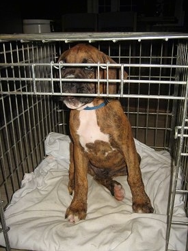 Bruno the Boxer Puppy sitting in the small crate. His head is almost touching the top