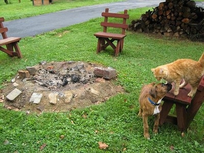 Bruno the Boxer puppy standing next to a fire pit looking up at an orange cat who is on a bench