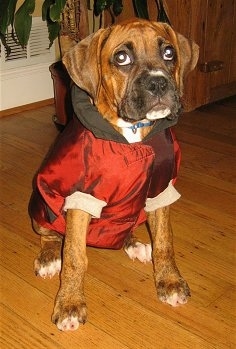 Bruno the Boxer Puppy wearing a jacket sitting on a hardwood floor