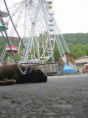 Bruno the Boxer puppy laying on the ground with a ferris wheel in the background