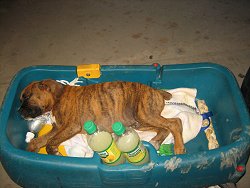 Bruno the Boxer Puppy sleeping in a wagon on a blanket next to bottles of Tropicana Lemonade