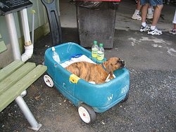 Bruno the Boxer Puppy sleeping in a wagon