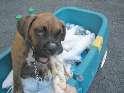Bruno the Boxer Puppy sitting in a wagon playing with a rope raw hide