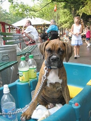 Bruno the Boxer puppy sitting in a wagon surrounded by bottles of Tropicana Lemonade and water