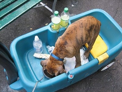 Bruno the Boxer puppy drinking a bowl of water inside the wagon