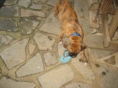 Bruno the Boxer Puppy carrying a flip flop across the stone porch