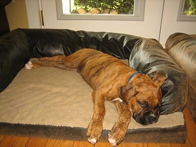 Bruno the Boxer Puppy laying in a dog bed