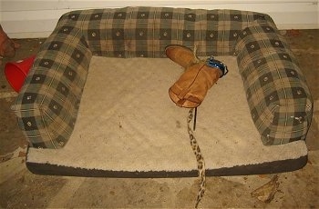 Cowboy Boot and spotted cheetah tail in a dog bed