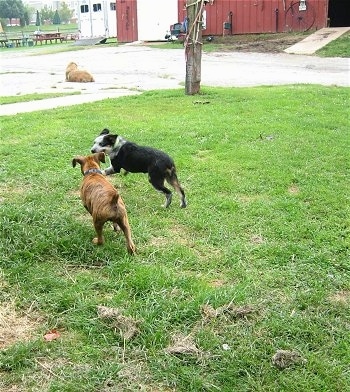Bruno the Boxer puppy playing with Dean the Texas Heeler who are both running