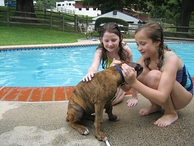 A wet Bruno the Boxer Puppy beingconsoled by Sara and a friend
