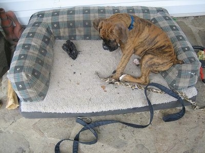 Bruno the Boxer dog sitting in the dog bed next to the cheetah-spotted cat toy and a burt piece of wood