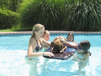Bruno the Boxer Puppy in a pool on a floaty surrounded by girls