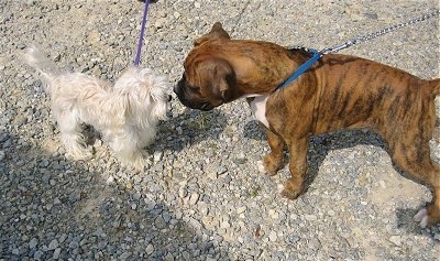 Bruno the Boxer puppy meets Emma the YoChon