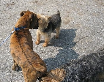 Bruno the Boxer Puppy looking at one of the Yorkies while another Yorkie smells his back end