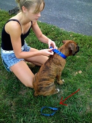 Amie placing a new collar on Bruno the Boxer puppy