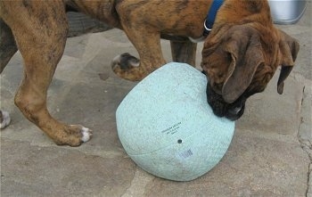 Bruno the Boxer with a popped ball
