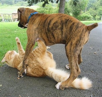 Waffles the Cat on his back getting rolled by Bruno the Boxer