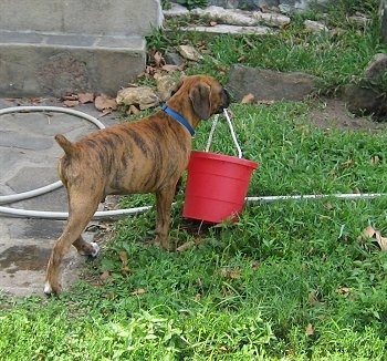 Bruno the Boxer Puppy carrying a red bucket across the lawn