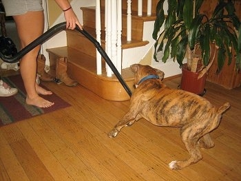 Bruno the Boxer trying to bite the vacuum hose