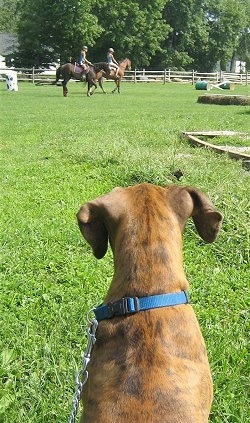 Bruno watches the horses run by