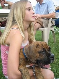 Bruno the Boxer puppy sitting in Amie's Lap looking into the distance