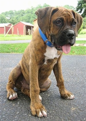Bruno the Boxer sitting in a driveway with his mouth open and its tongue out