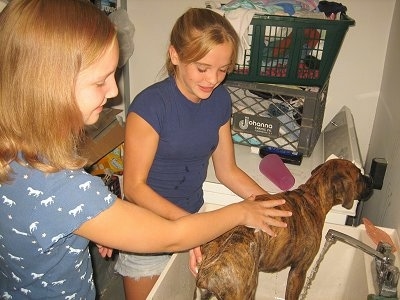 Bruno the Boxer Puppy getting a bath from Amie and a friend in a utility sink