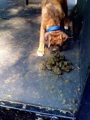 Bruno the Boxer pup eating horse manure