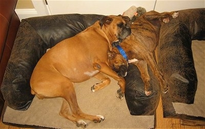 Bruno the Boxer likes to snuggle with Allie the Boxer