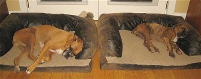 Allie and Bruno the Boxers sleeping in there respective dog beds