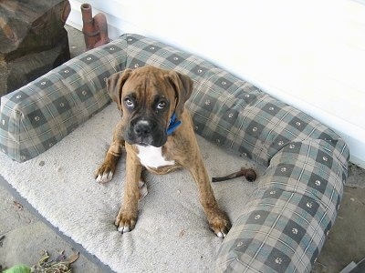 Bruno the Boxer sitting in a dog bed next to a human's pipe