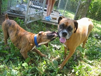 Bruno the Boxer playfully biting at Allie the Boxer