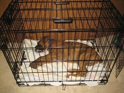 Bruno the Boxer Puppy laying in the crate he has outgrown