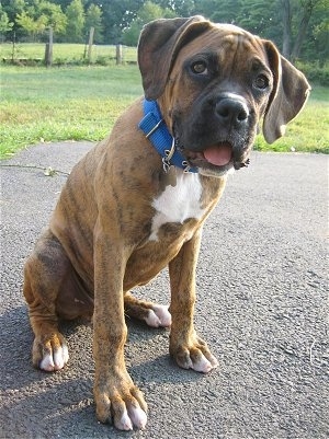 Bruno the Boxer puppy sitting on a blacktop with his mouth open