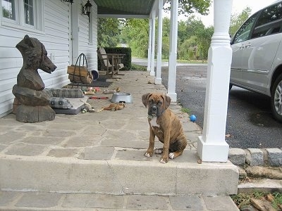 Bruno the Boxer puppy sitting on the edge of a stone porch looking at the camera holder