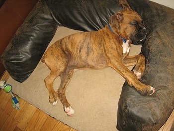 Bruno the Boxer puppy sleeping in a dog bed