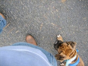 Bruno the Boxer walking on a blacktop