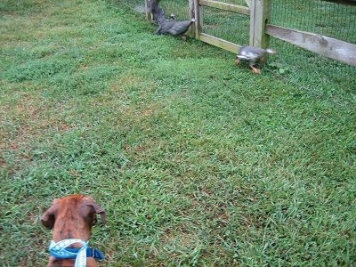 Bruno the Boxer puppy looking at Guinea Fowl