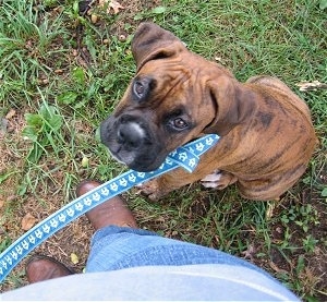 Bruno the Boxer Puppy sitting in grass. Looking up to his owner