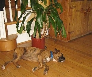 Bruno the Boxer puppy sleeping under the plant
