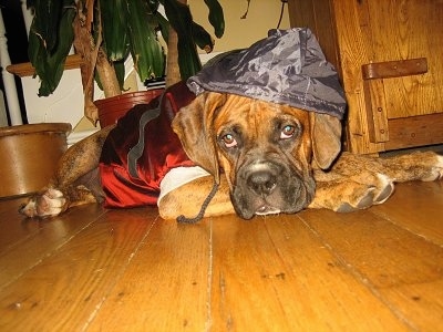 A brindle Boxer puppy that is wearing a hooded costume and it is laying down on a hardwood floor
