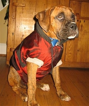 The front right side of a brindle Boxer puppy that is wearing a red hooded jacket and it is sitting on a hardwood floor
