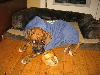 The left side of a brindle Boxer puppy that is wearing a blue hoody shirt with his back end on his dog bed and his front paws on the floor next to his chewy hoof