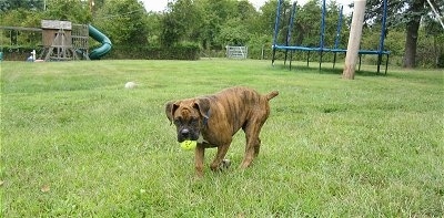 Bruno the Boxer puppy walking across the grass with a tennis ball in his mouth