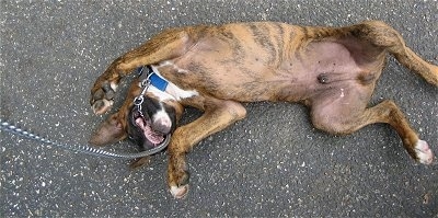 Bruno the Boxer puppy rolling around on his back with his paws in the air as he chews on his leash outside on a blacktop