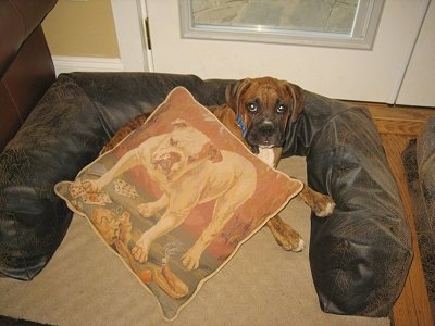 Bruno the Boxer laying in the dog bed with a Bulldog pillow