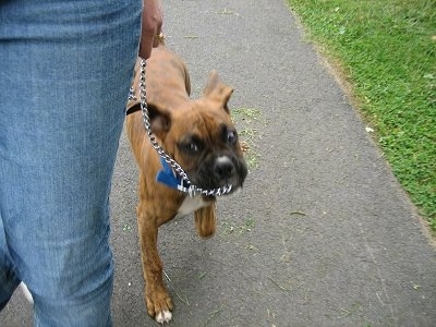 Bruno the Boxer chewing on his chain leash during a walk