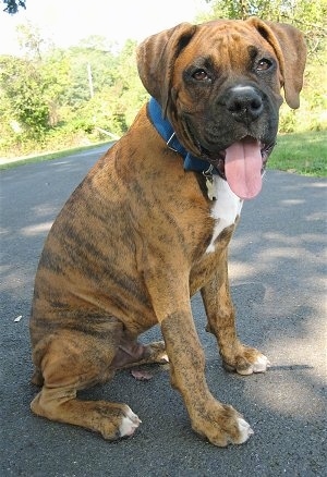 Bruno the Boxer Puppy sitting on a blacktop with his mouth open and tongue out